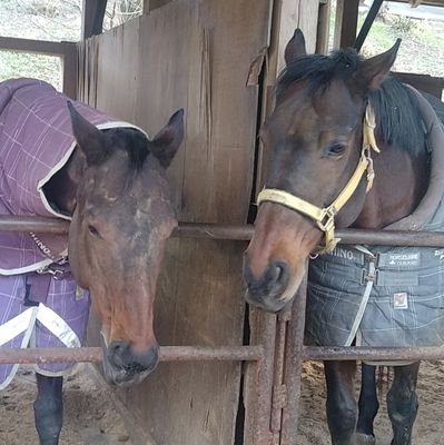 umama666's profile picture. 動物とサンリオが大好き🐎