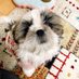 こまち&ミニのんたんのシーズー姉妹🐶🐶お兄ちゃんはポケポケハマり中 (@ykharuru) Twitter profile photo こまち&ミニのんたんのシーズー姉妹🐶🐶お兄ちゃんはポケポケハマり中 (@ykharuru) Twitter profile photo