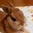 羅彦(rabbico)のアイコン