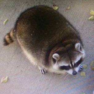 MrDonut12x's profile picture. Mr Donut best player /Trash player: @Milkyboy8x Insta: @mrdonuts1200