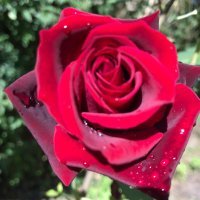 leybeau (@leybeau1) 's Twitter Profile