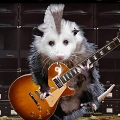 possum hiss possum hiss
