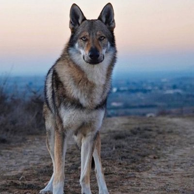 TweetsbyGlenda's profile picture. Where there is TRUTH, life is a level playing field. Short attention span. Think lots, act less. The older I get, the more my eyes roll 🙄 
Animal tragic 🐕