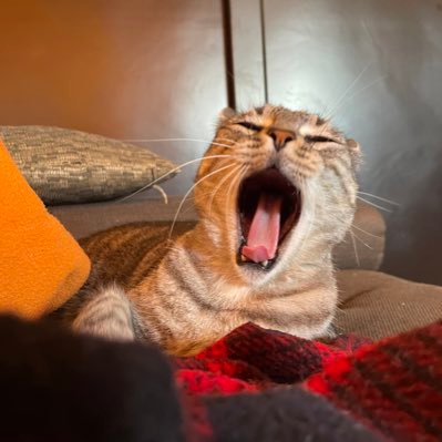 raaaaqueeee's profile picture. professional fan girl 🫶🏼