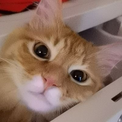 Sunflower_Fluff's profile picture. «800円»マイキー/茶ﾄﾗ«貰い物»オレオ/黒,サン/長毛茶 «拾い物»アロー/ﾋﾟｯﾄﾌﾞﾙ,バッカス/ｻﾊﾞﾄﾗ,フラーフ/ﾁﾝﾁﾗ
誕生日はよく分からないけど仲良く暮らしています　RT,いいね,フォローをして頂けると嬉しいです
★FIP疑いのある猫を拾いましたが　クラウドファンディングなどの支援は募っていません