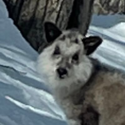 コンニチワ。群馬の山奥で、鹿・熊・猪を狩る狩猟についてのアカウントです。無言フォローお許し下さい。ブローニングAボルト308win(お手頃価格)それとレミントンM870 12GAその他を背負って主に単独猟しています。シカの駆除が出たらワナもチョコッとやってます!プロフィールやツイート非公開の方のフォローはブロック