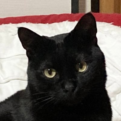 91tR6RPLtvbmOqy's profile picture. ねこと昼寝をこよなく愛す、小児分野のママ言語聴覚士17年目^_^ 開業しています。よろしくお願いします。 バレエダンサーの娘がいます。この辺の会話も出てくるかも…