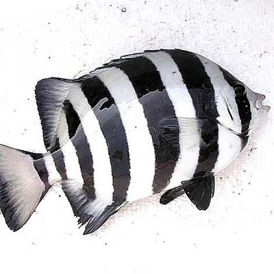 motidasan's profile picture. 誤字脱字は許してください