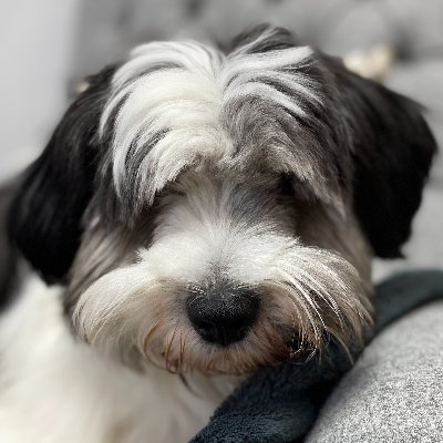 OverchurchDoug's profile picture. This is the Twitter account of Doug, the school dog of Overchurch Infant School.