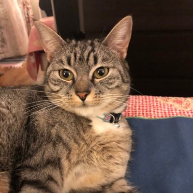 PatrickSalguei1's profile picture. 