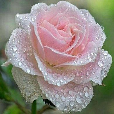 WalaaWk11's profile picture. مهندسة معمارية وديكور