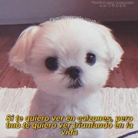 Perrito Loco (@pperroloco) 's Twitter Profile