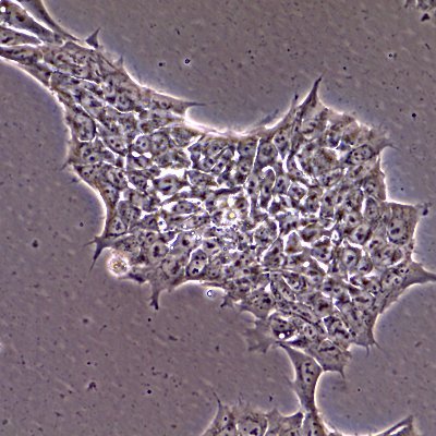 OlmerLab Profile