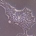 OlmerLab (@olmerlab) Twitter profile photo OlmerLab (@olmerlab) Twitter profile photo