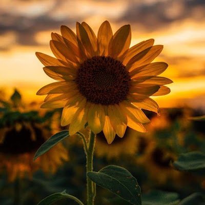 zuuzolek_'s profile picture. 