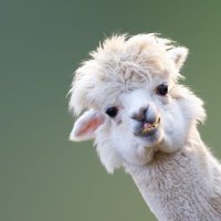 Muirhouse Library (@muirhouselib) 's Twitter Profile