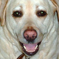 puppylepugh's profile picture. Creator of Unique hand-made Jewellery, Quality hand-made cards,  Love my dog, and my other unusual animals - and other half @xboxbob.