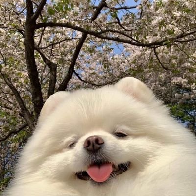 2ez4_pr1nz's profile picture. precant