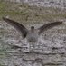 Shropshire Bird Recorder (@soscountyrec) Twitter profile photo Shropshire Bird Recorder (@soscountyrec) Twitter profile photo