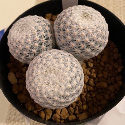 doracotta's profile picture. サボテンの花とかエンタメいろいろ