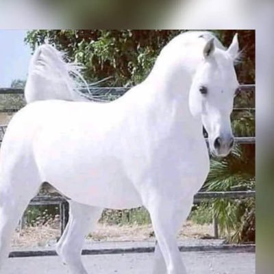 StallionOdogwu's profile picture. Intelligent, unassuming and unpredictable, calm and articulate. entrepreneur,a project manager, farmer,real estate developer and a community leader.