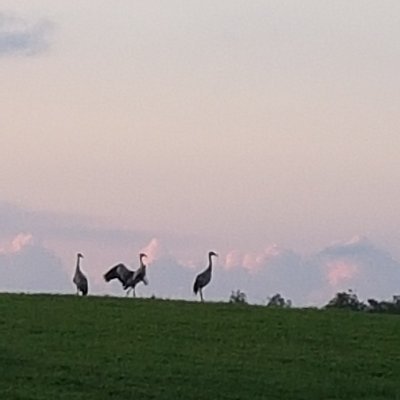 hal_fopen's profile picture. nieopisane nie istnieje