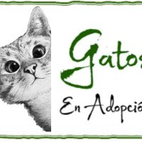 Gatos en adopcion (@gatos_en) 's Twitter Profile Photo Gatos en adopcion (@gatos_en) 's Twitter Profile Photo