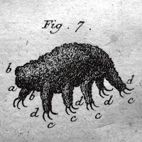 Tardigradopedia(@tardigradopedia) 's Twitter Profile Photo