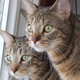 Hello, our names are Jasmine and Jasper.  We are brother and sister from the same litter.  We enjoy eating, sleeping and cat nip.