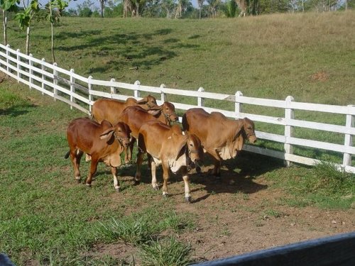 Central Genética El Halcón S.A. #Bovinos y #Equinos. 
centralgeneticaelhalcon@gmail.com 
@HdaElHalconSA