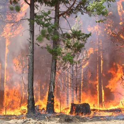 ForestResearch0's profile picture. Researching Forest Management