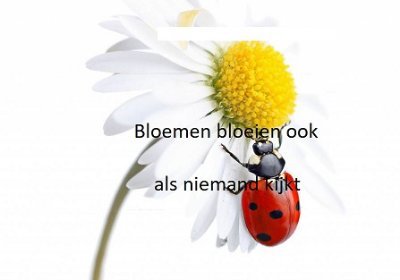 bloemen_ria Profile Picture