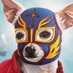 Cholo Dogs Mexican Hot Dogs (@cholodogs) Twitter profile photo Cholo Dogs Mexican Hot Dogs (@cholodogs) Twitter profile photo