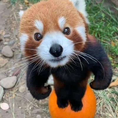 옹담 cmさんのプロフィール画像