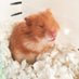 JesheThe Hamster (@jeshethehamster) Twitter profile photo JesheThe Hamster (@jeshethehamster) Twitter profile photo