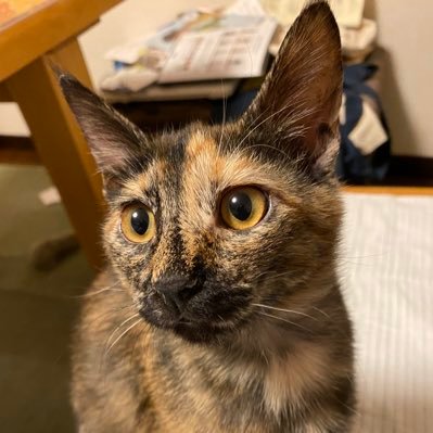 rin_haru0315's profile picture. 2025年７月より、11ニャンコと慌しくも楽し生活を送っております。