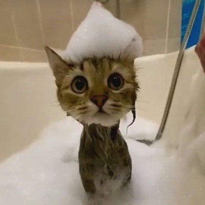 quackyhart's profile picture. i will make a twitter comeback.