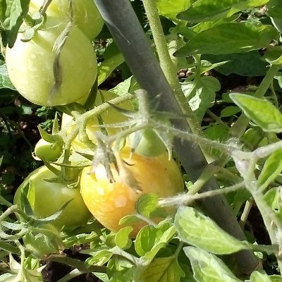 Lou_Salcedo's profile picture. 