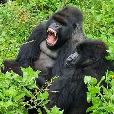 hatebona5's profile picture. Twin lakes is our home Rwanda