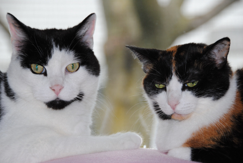 kdvander's profile picture. Award winning filmmaker, writer, instructional designer and director of the Michigan Student Film Festival sponsored by https://t.co/fDlSUNxEy8