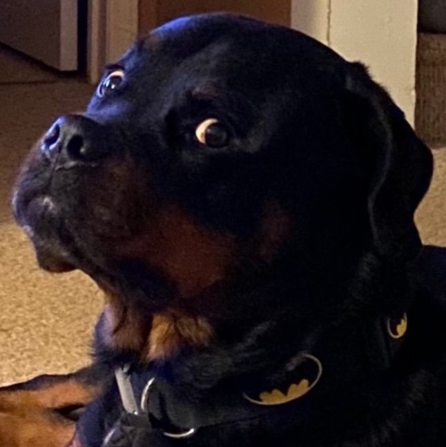 SinKitten_'s profile picture. Animal advocate, spell caster, adorable badass