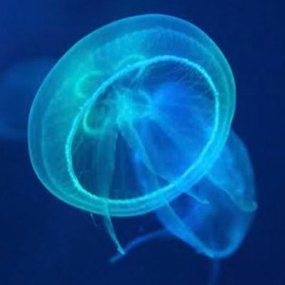 海月さんのプロフィール画像