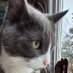 Velvet2021 (@velvetthecat21) Twitter profile photo Velvet2021 (@velvetthecat21) Twitter profile photo