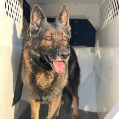 Georgia Police K9 Foundation