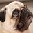 teddypugs's profile image