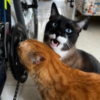 Nosotros los Gómez 🐱(@GomezNosotros) 's Twitter Profile Photo