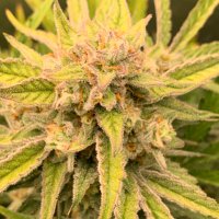 Andre (@canadamade420) Twitter profile photo