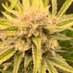 Andre (@canadamade420) Twitter profile photo
