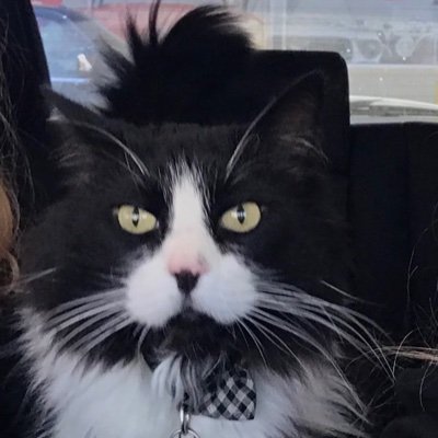 CelebuCat Profile Picture