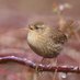 Lily (@lilium_birder) Twitter profile photo Lily (@lilium_birder) Twitter profile photo